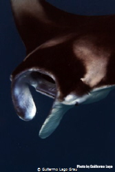 Manta in The Maldives, at the feeding station called "Vak... by Guillermo Lago Grau 